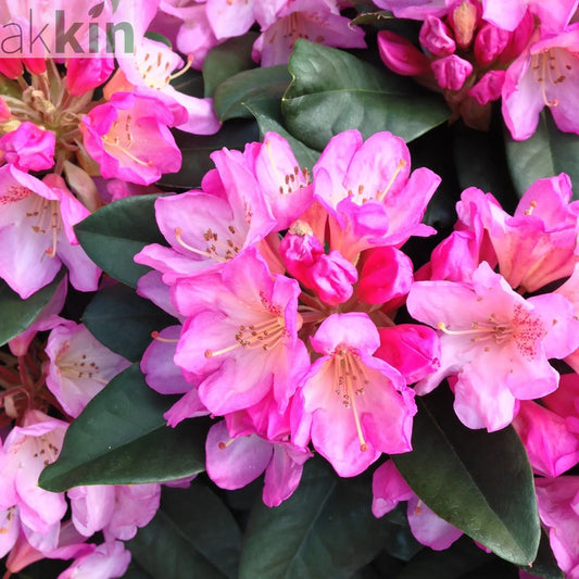 Rhododendron hybride 'Eucharitis' 5L (60-70cm inc. pot) One Click Plants