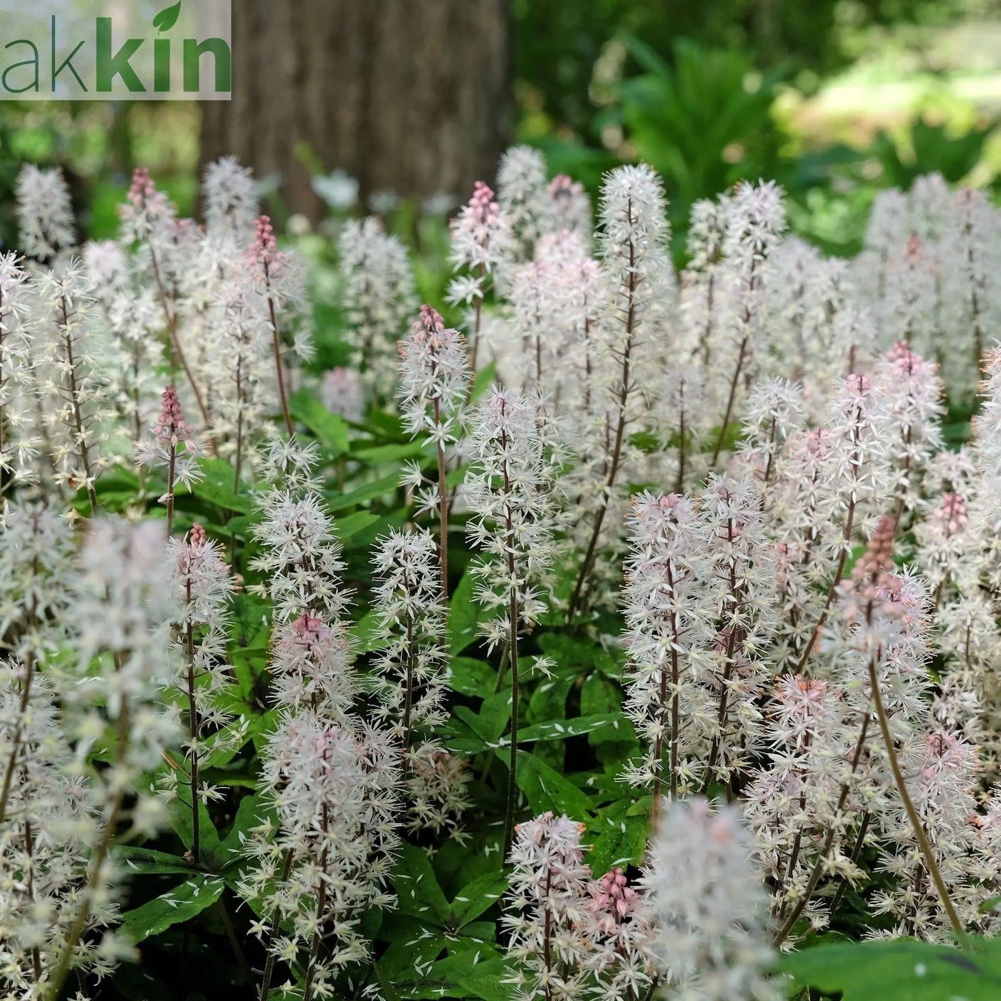 Tiarella 'Spring Symphony' 9cm / 2L One Click Plants