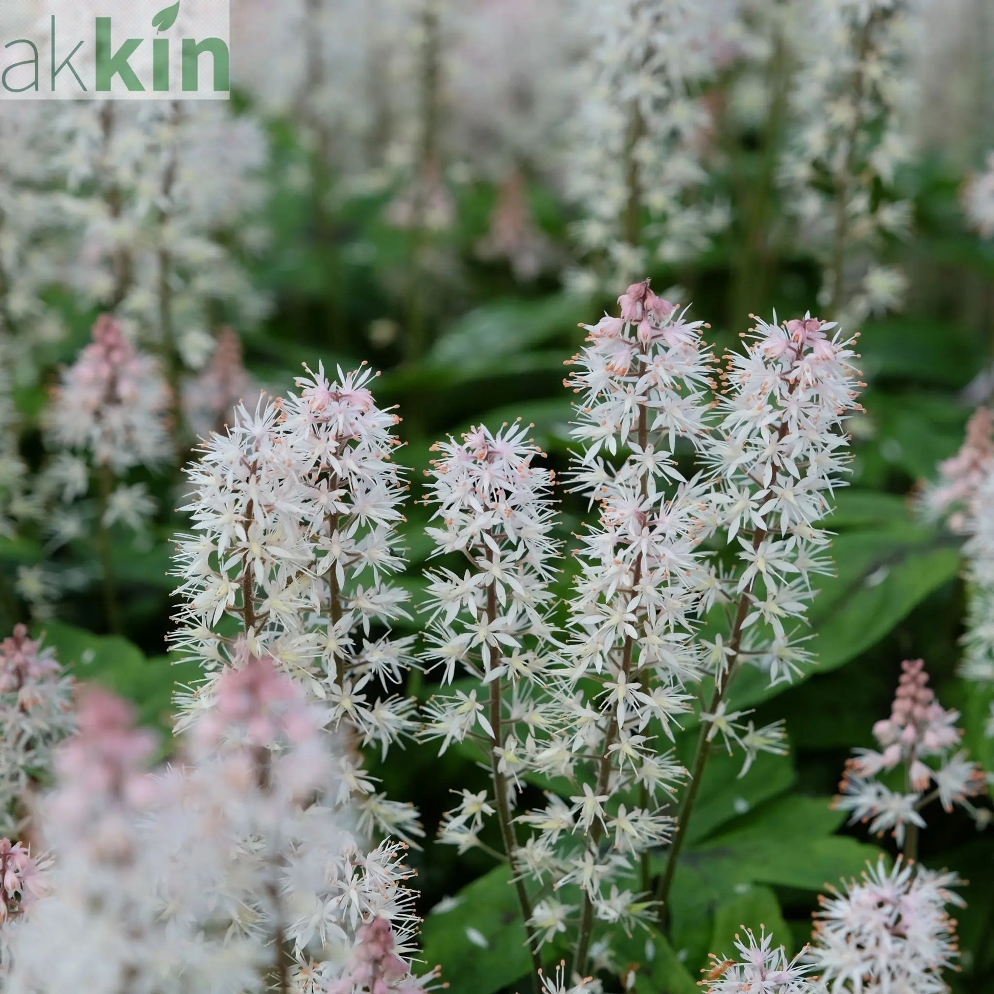 Tiarella 'Spring Symphony' 9cm / 2L One Click Plants