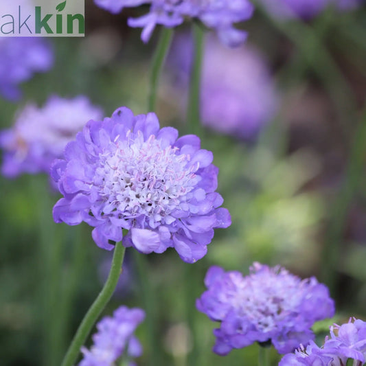 Scabious Butterfly Blue 9cm/2L One Click Plants