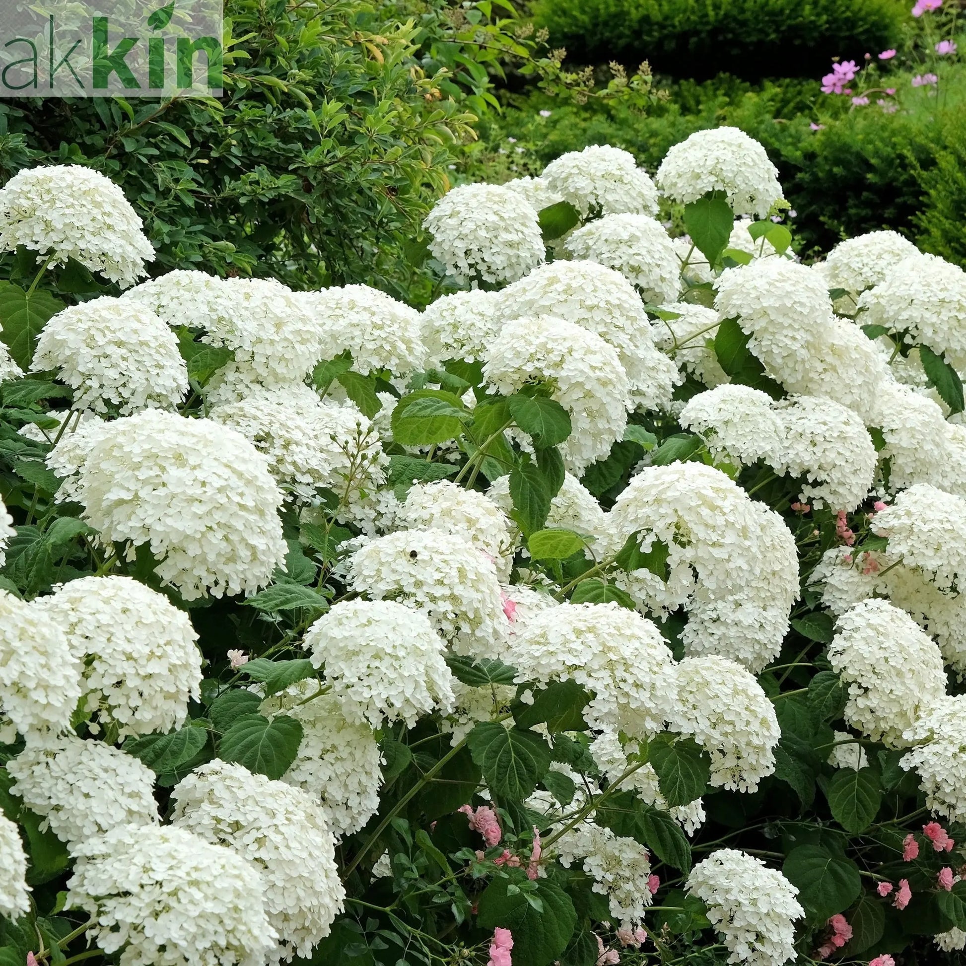Hydrangea arborescens 'Incrediball' / 'Strong Annabelle' 3L / 5L / 7.5L / 10L / 20L One Click Plants