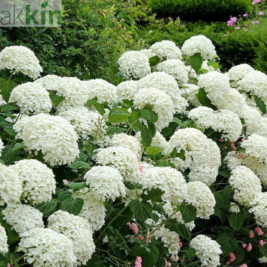 Hydrangea arborescens 'Incrediball' / 'Strong Annabelle' 3L / 5L / 7.5L / 10L / 20L One Click Plants