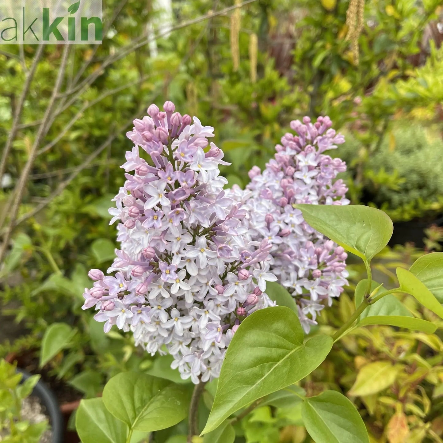 Syringa vulgaris 'Michel Buchner' 2L One Click Plants