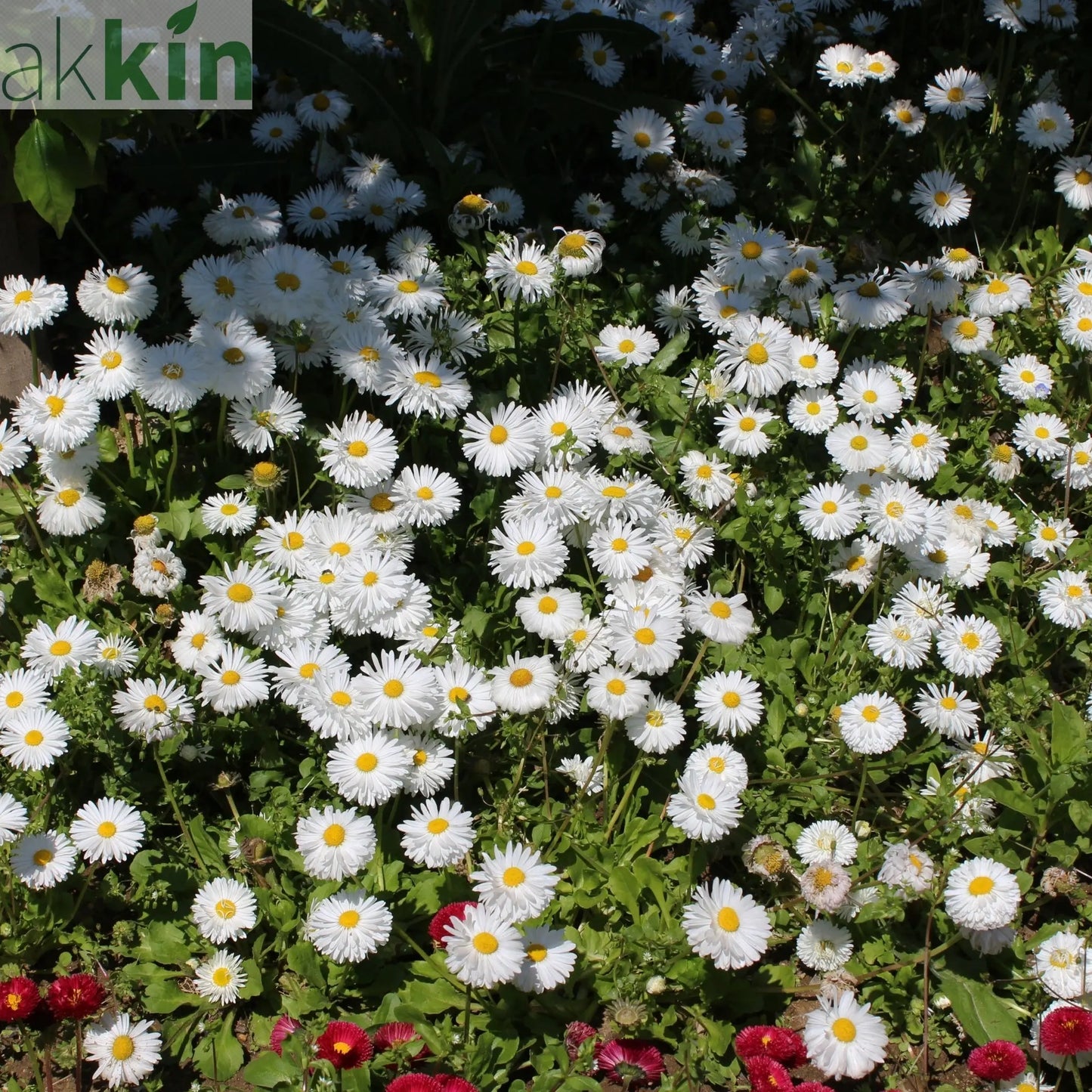 Aster ageratoides 'Starshine' 9cm One Click Plants