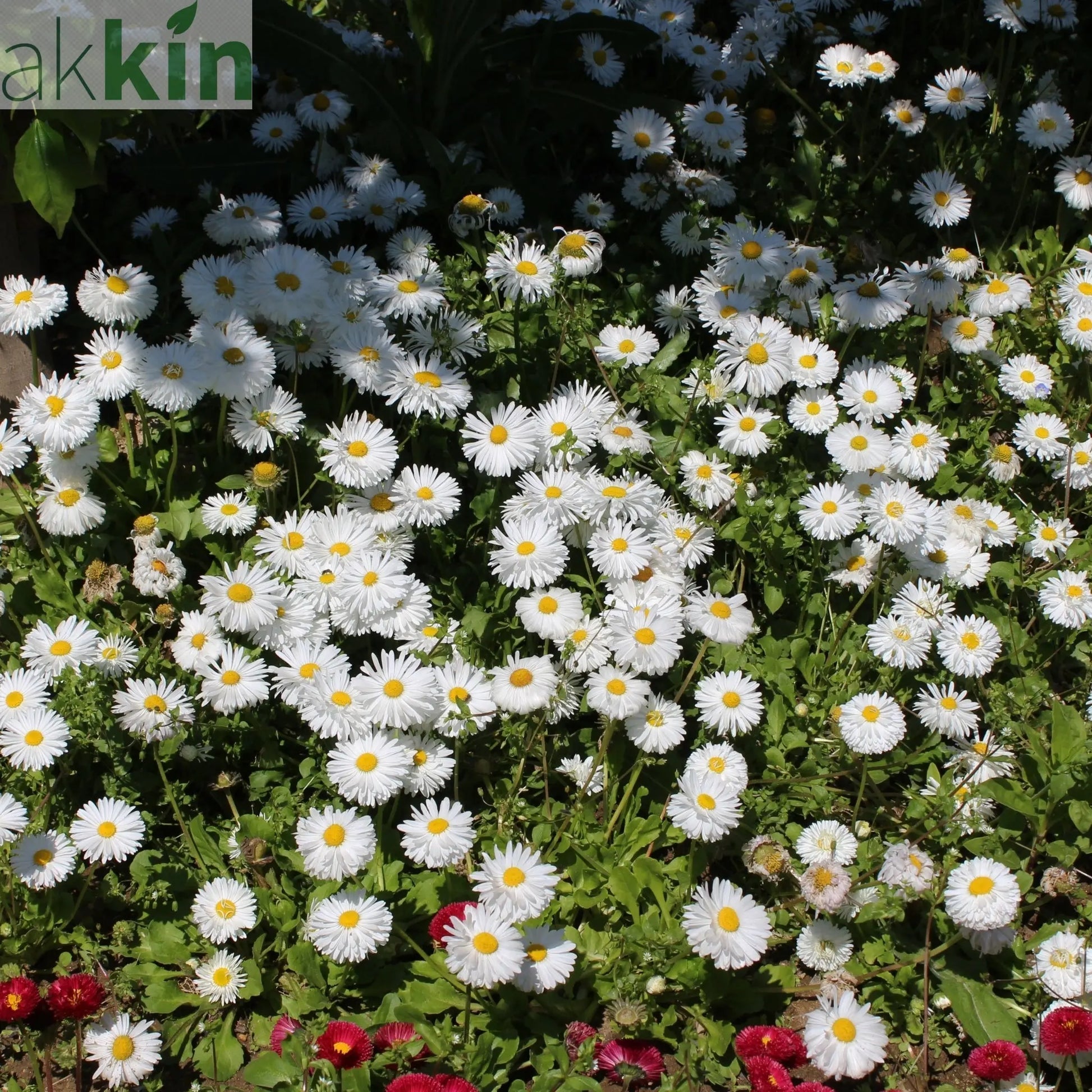 Aster ageratoides 'Starshine' 9cm One Click Plants