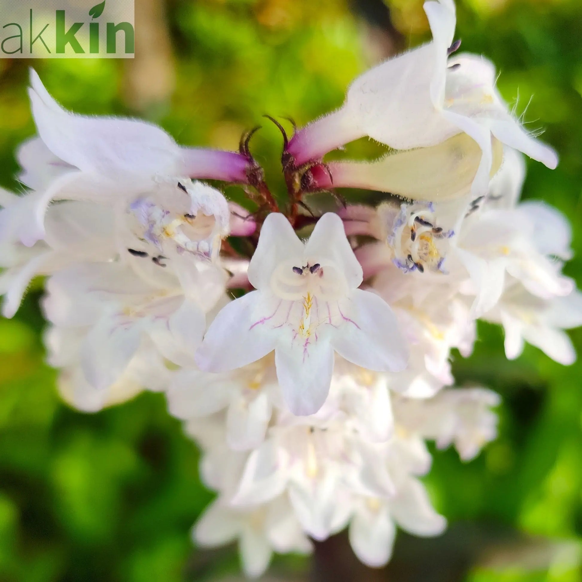 Penstemon 'Snow Storm' 9cm One Click Plants
