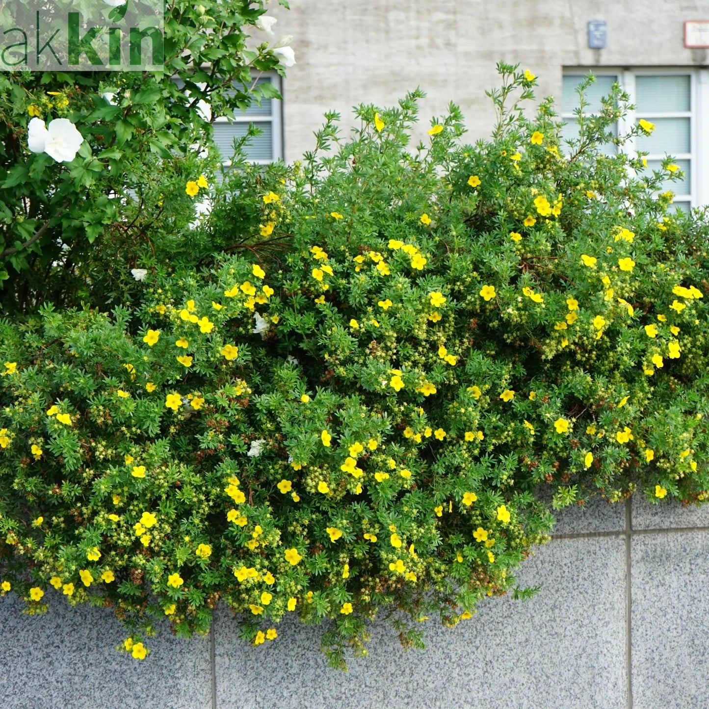 Potentilla fruticosa 'Kobold' 2L One Click Plants