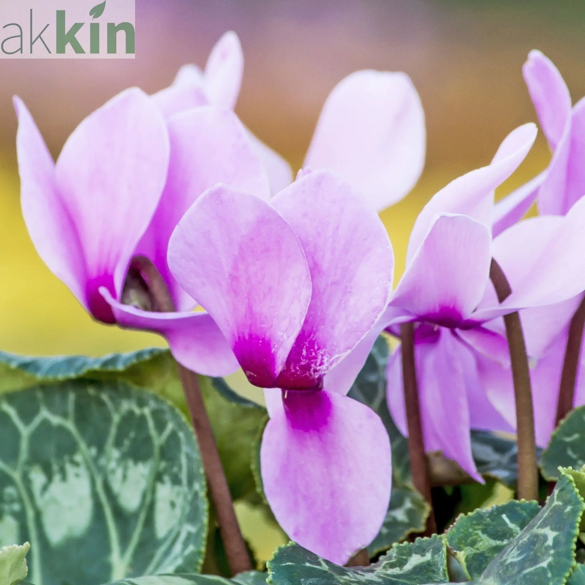 Hardy Cyclamen Pink (9cm Pot) One Click Plants