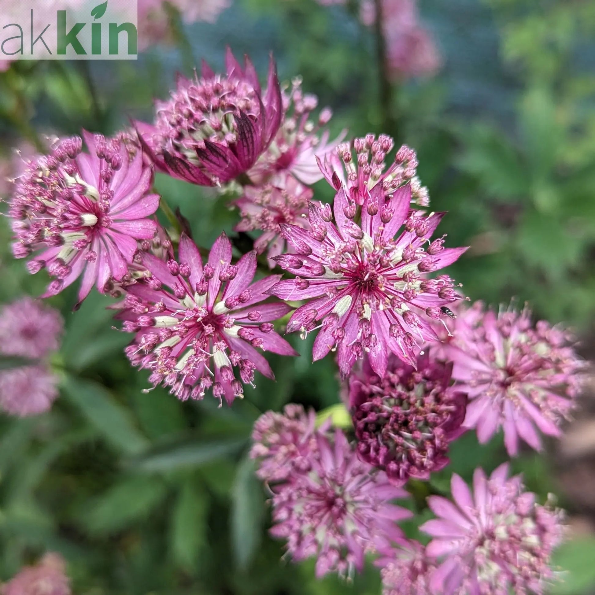 Astrantia 'Star of Beauty' 2L One Click Plants