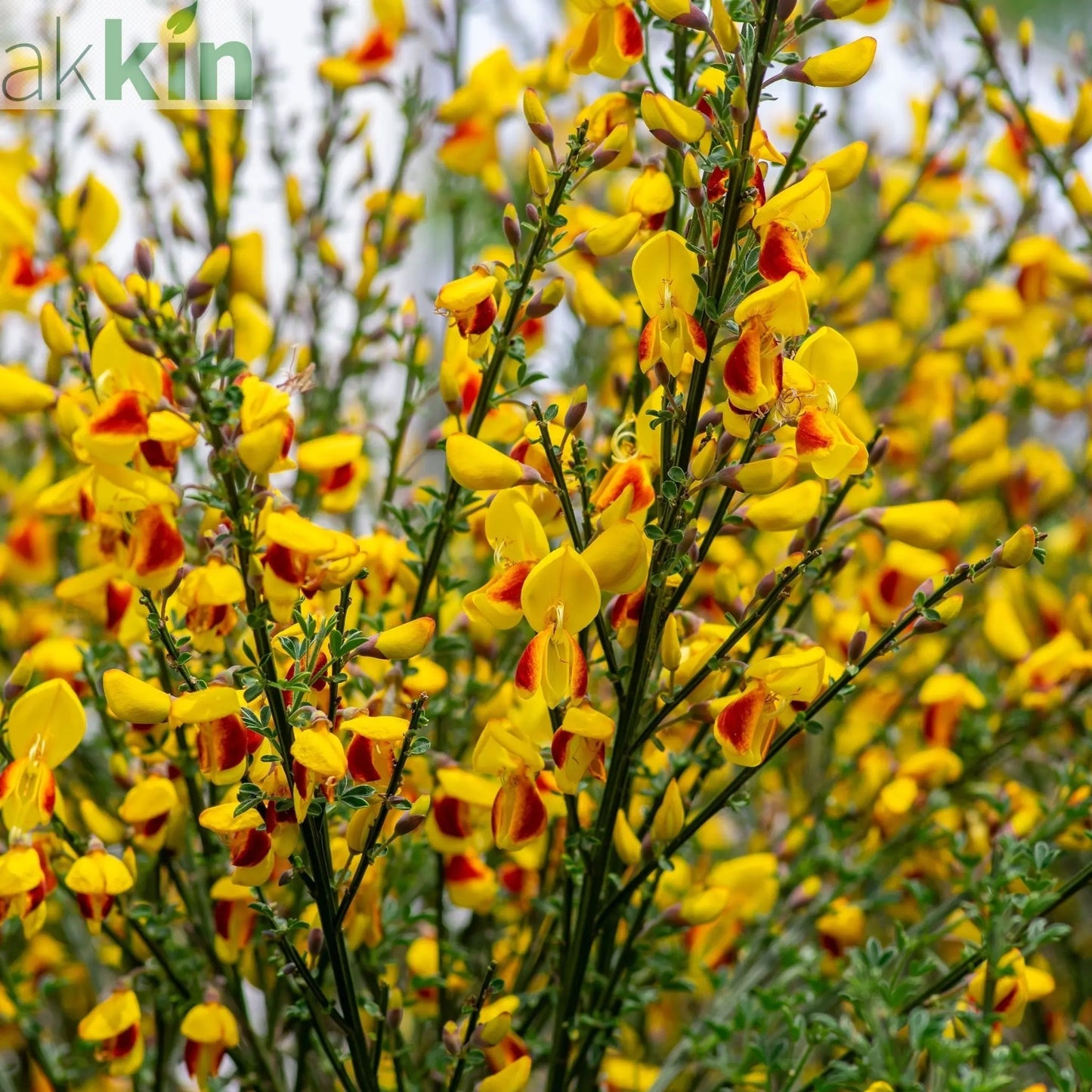 Cytisus 'Firefly' 2L One Click Plants
