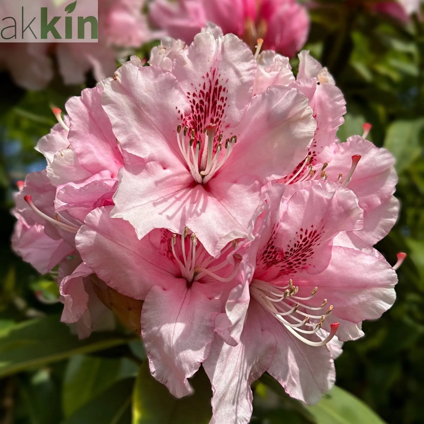 Rhododendron hybride 'Dr. A Schweitzer' 5L (60-70cm inc. pot) One Click Plants