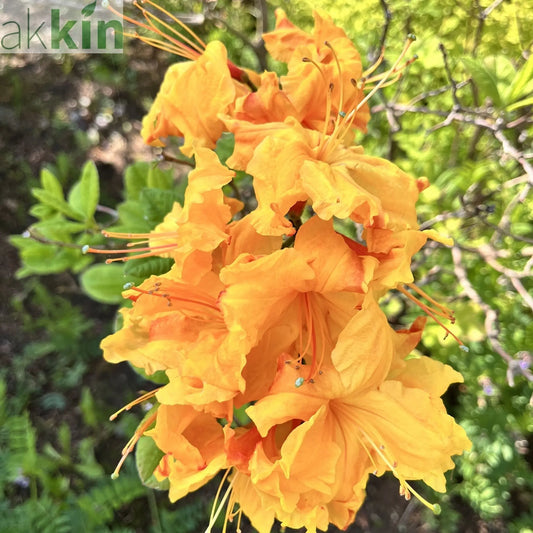 Azalea knaphill 'Golden Eagle' 5L (80-90cm inc. pot) One Click Plants