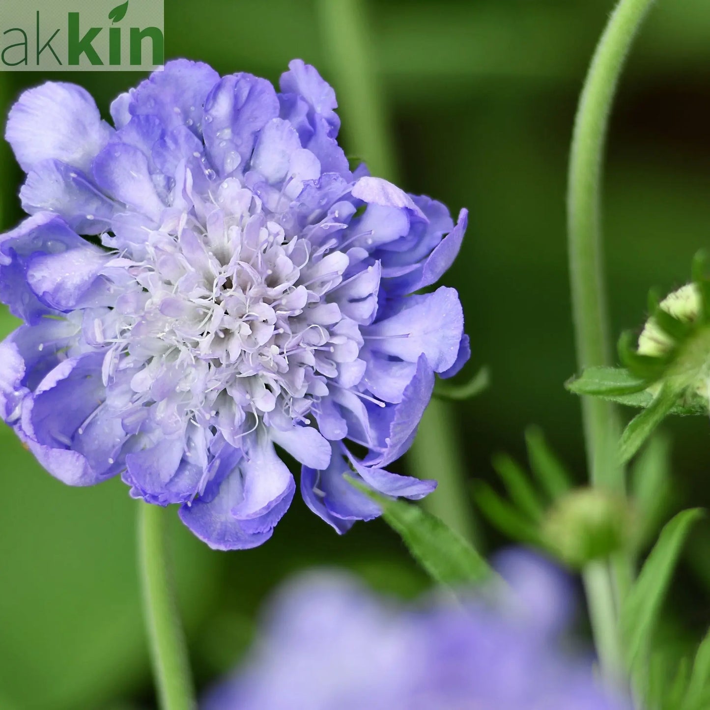 Scabious Butterfly Blue 9cm/2L One Click Plants