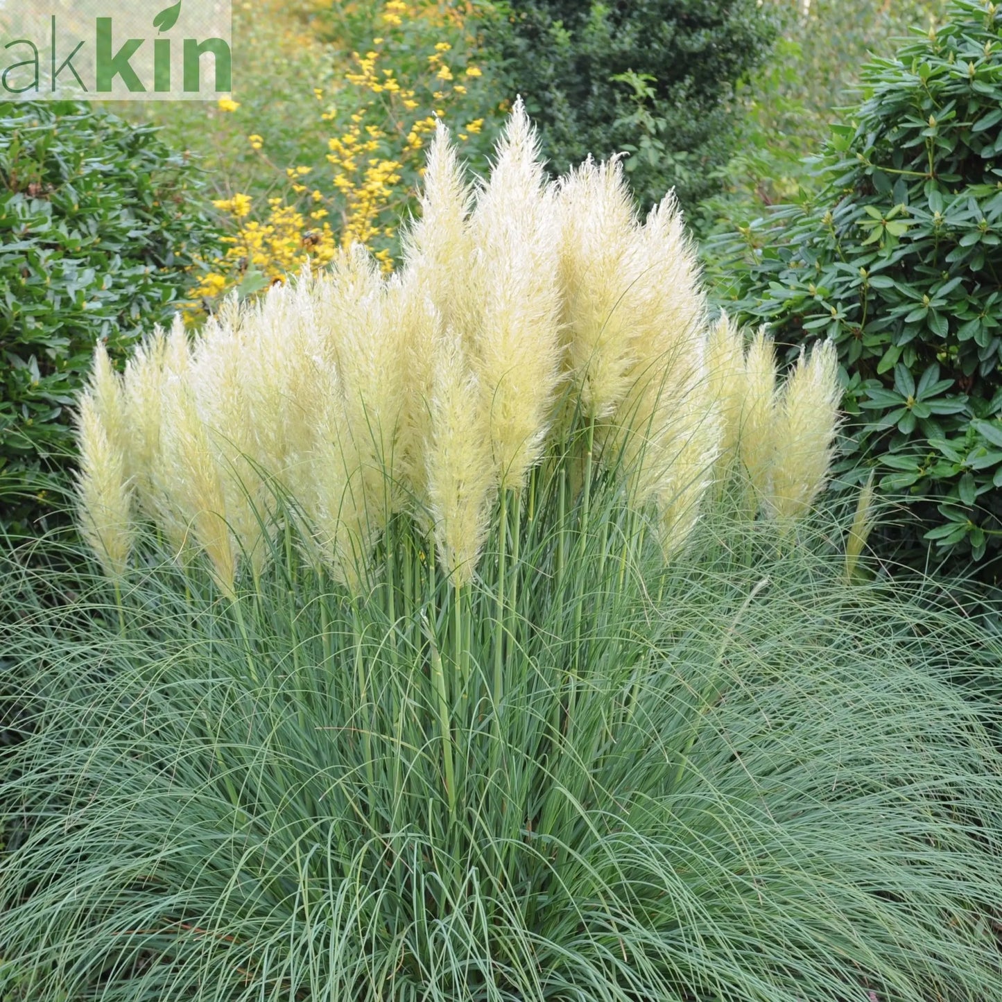 Pampas Grass - Cortaderia selloana White Plume - 40-60cm One Click Plants