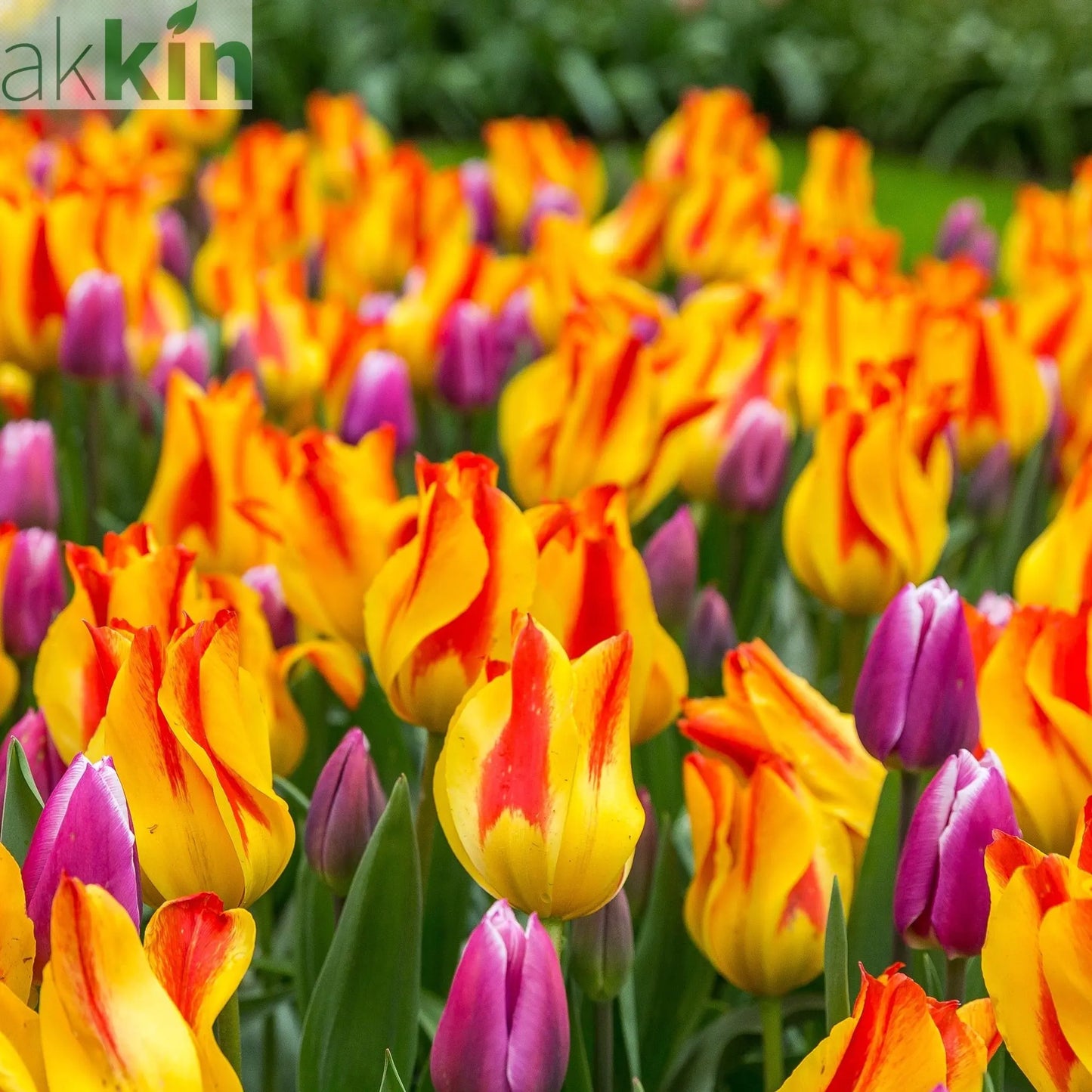 Tulip 'Giuseppe Verdi' (6 Bulbs) One Click Plants