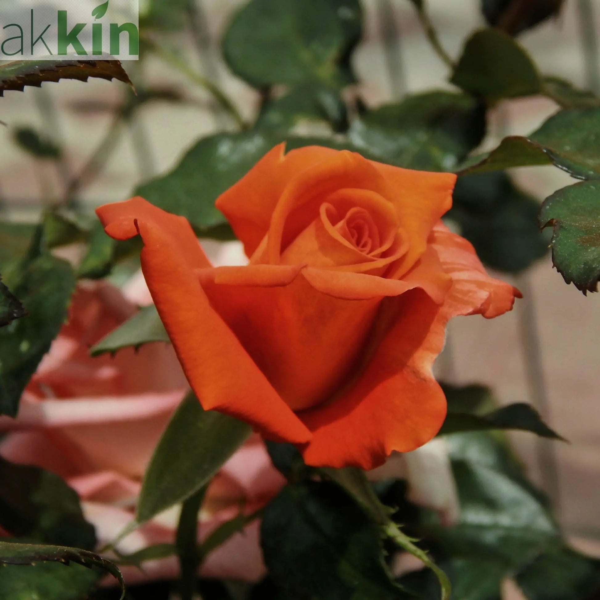 Patio Standard Rose 'Orange' 60-70cm One Click Plants