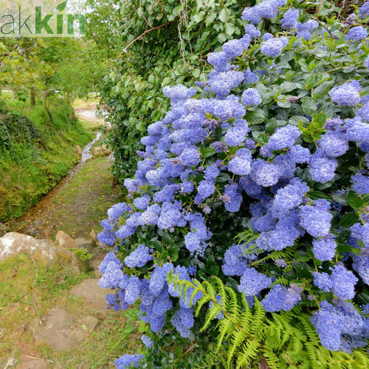 Ceanothus 'Puget Blue' (Californian Lilac) 9cm / 2L One Click Plants