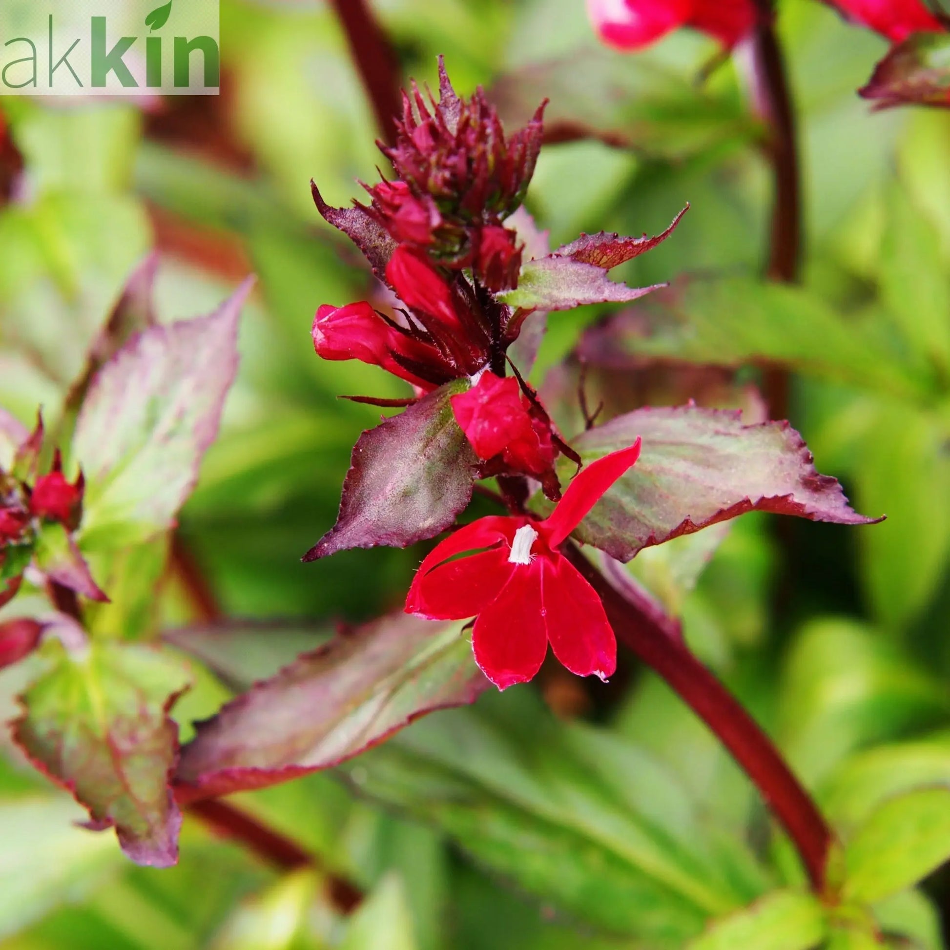 Lobelia cardinalis 'Queen Victoria' 9cm One Click Plants