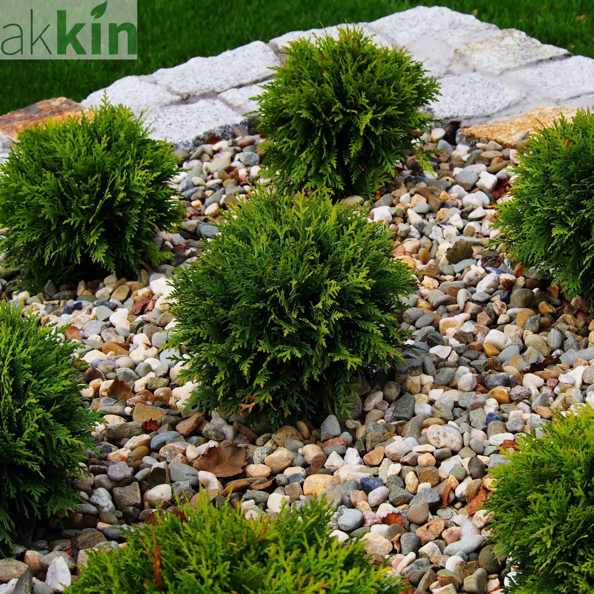 Thuja occidentalis 'Danica' 2L / 3L / 10L One Click Plants