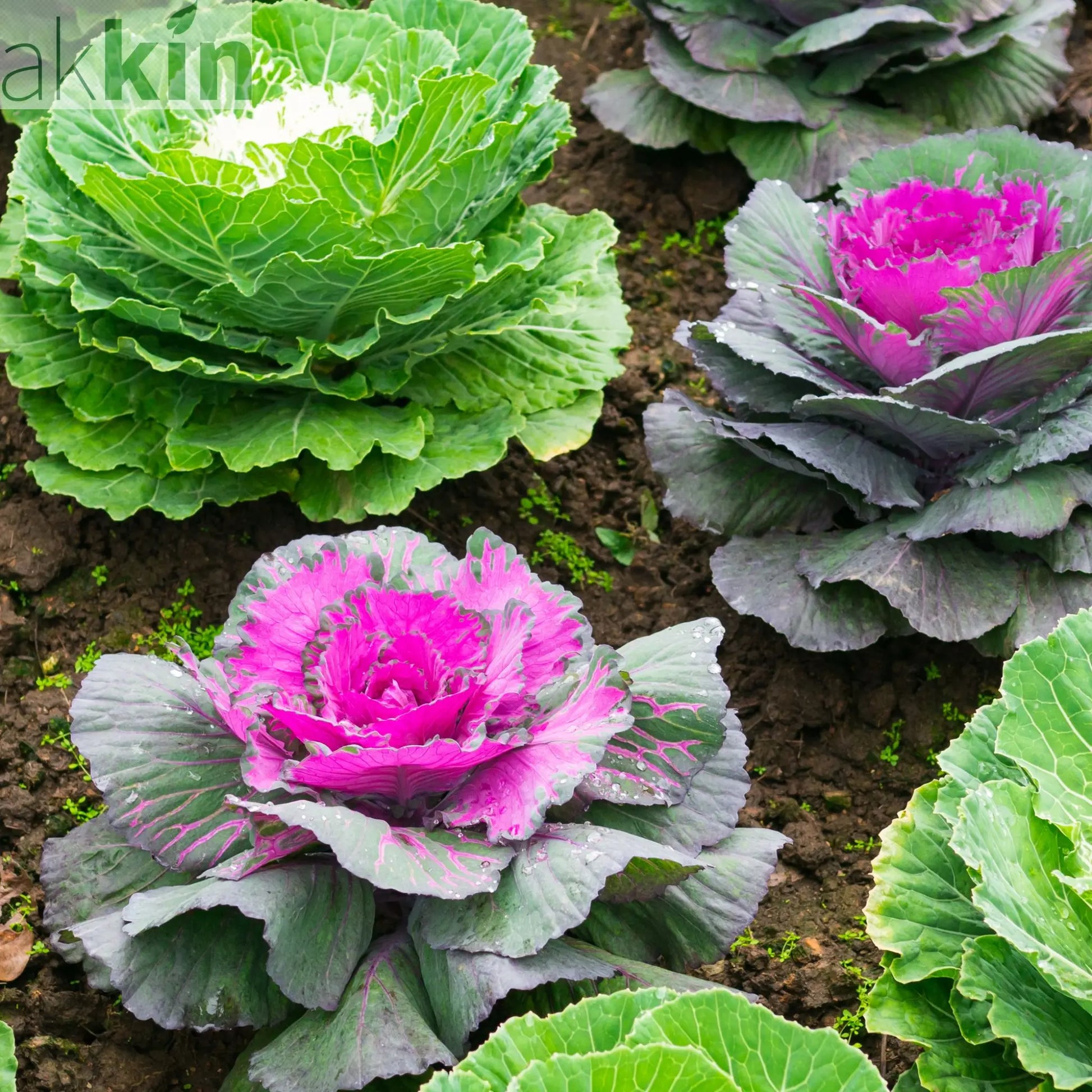 Ornamental Brassica Cabbage (3 Plants in 12cm Pots) One Click Plants