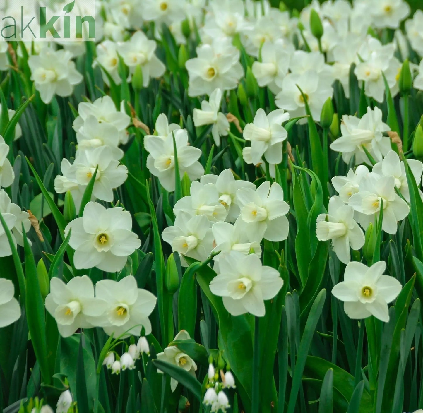 Narcissi Scented White Mix | Dwarf White Daffodil Bulbs (8 Bulbs) One Click Plants