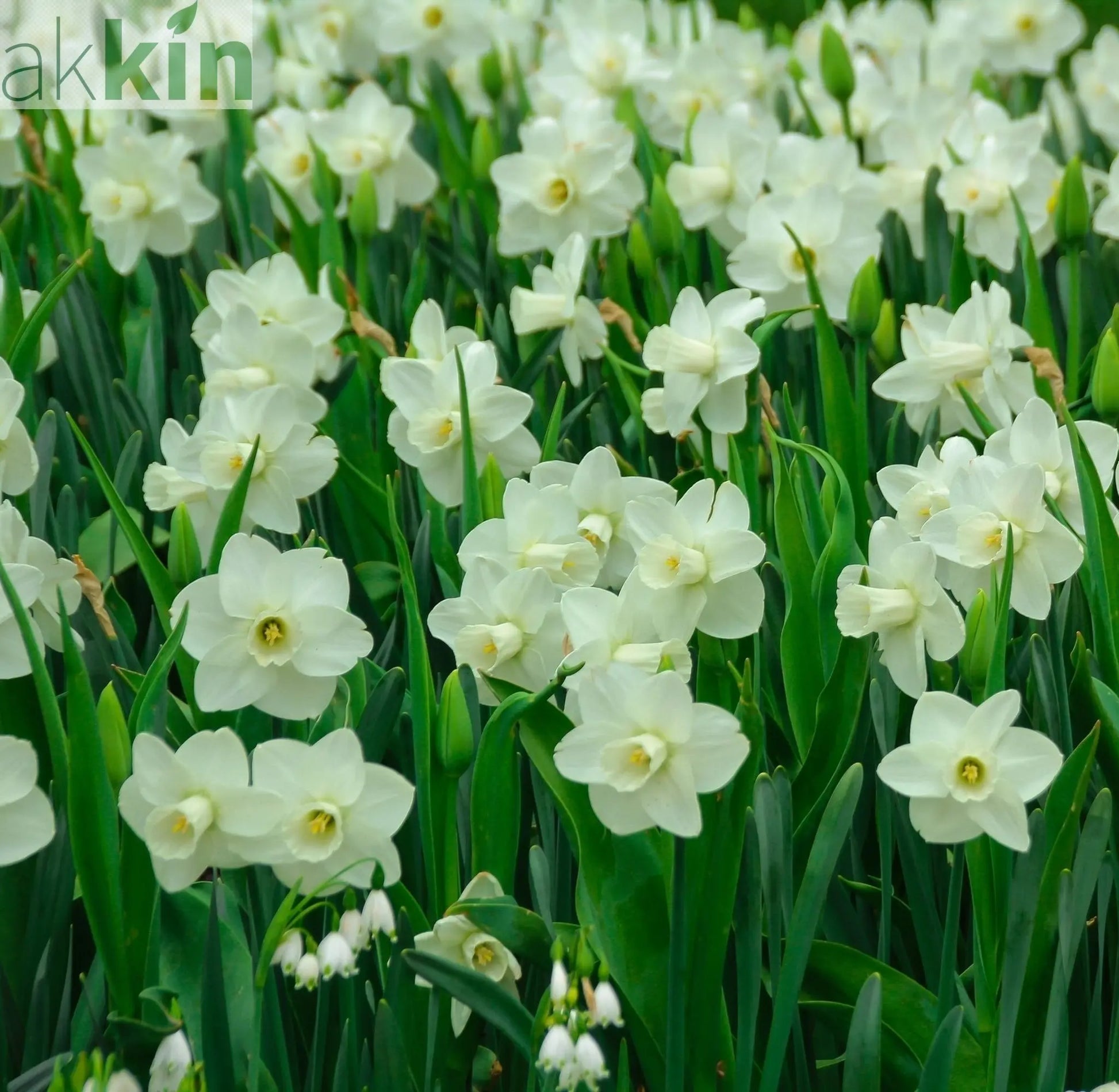 Narcissi Scented White Mix | Dwarf White Daffodil Bulbs (8 Bulbs) One Click Plants