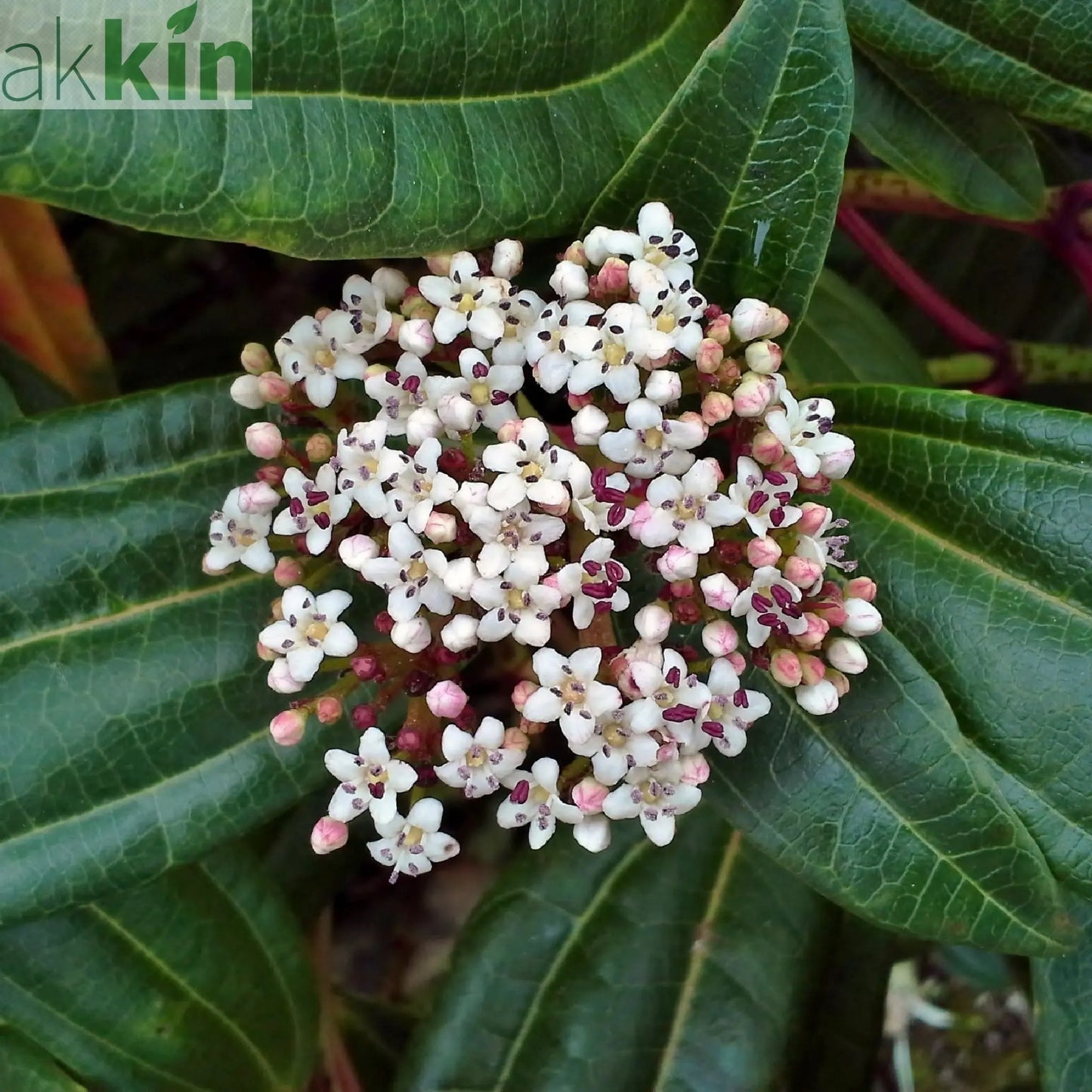 Viburnum davidii 9cm One Click Plants