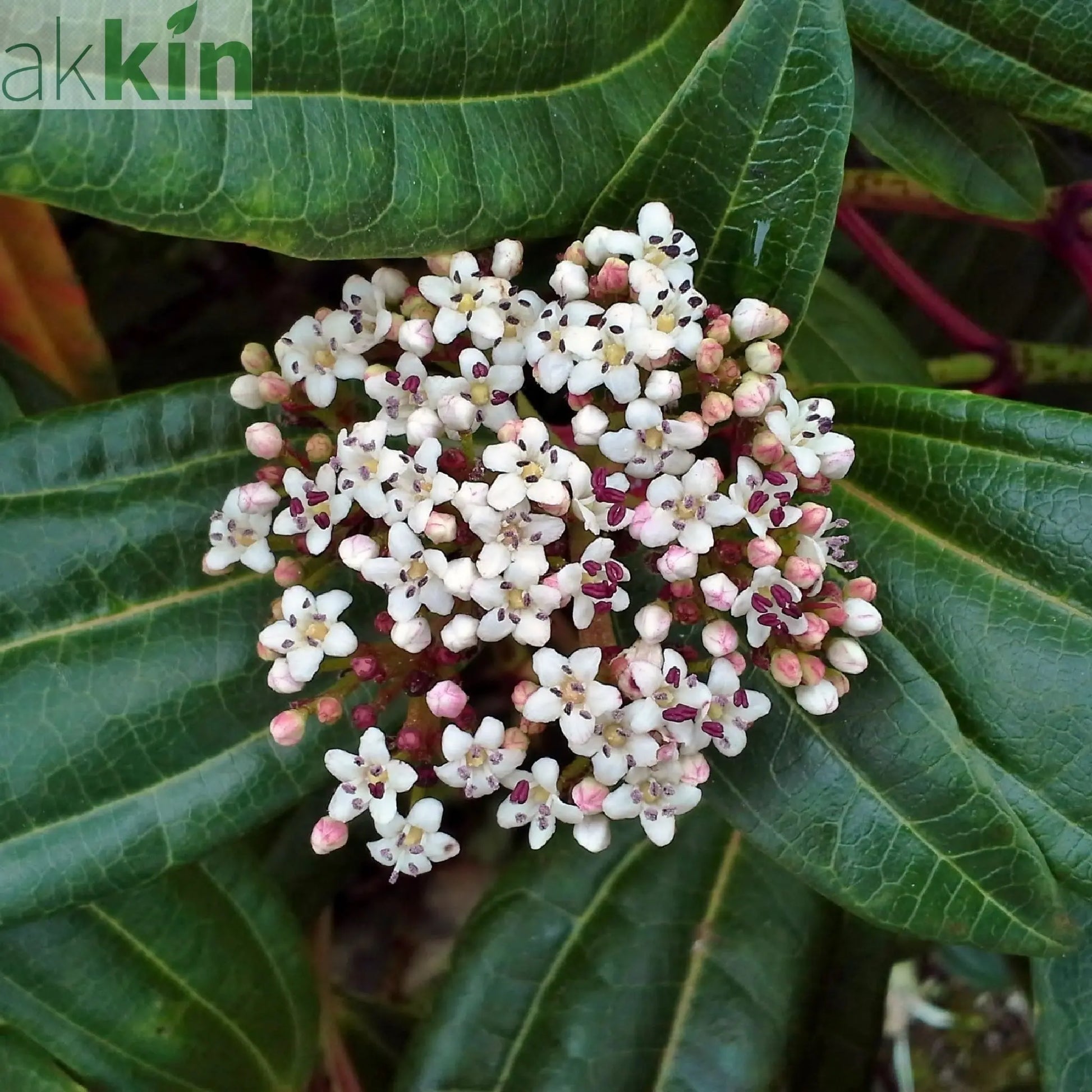 Viburnum davidii 9cm One Click Plants