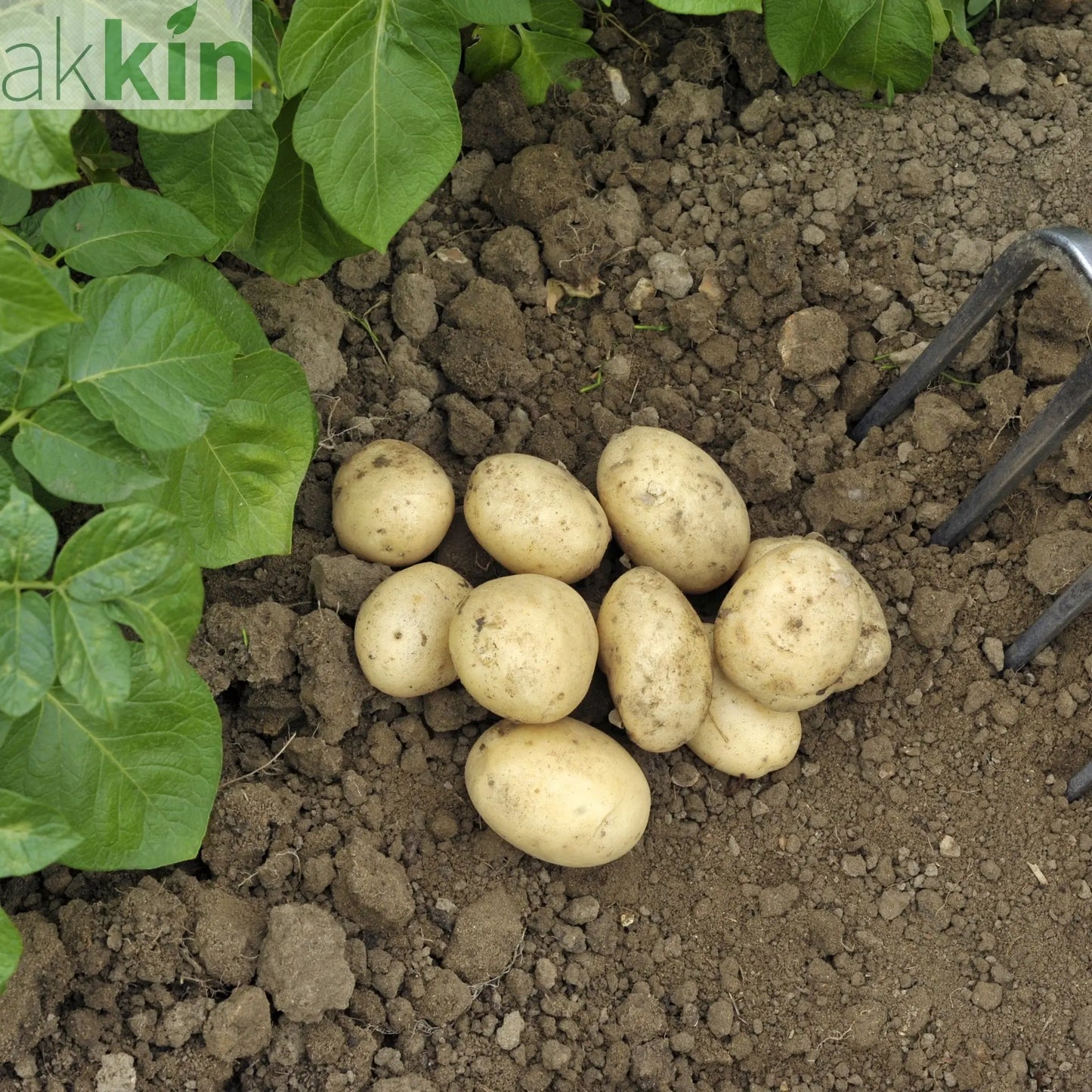 Pentland Javelin Seed Potatoes 2KG One Click Plants