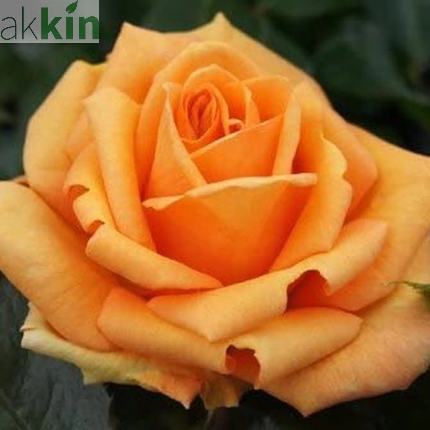 Simply The Best Rose | Hybrid Tea Rose | 4L Potted Rose (PRE ORDER DECEMBER '25) One Click Plants