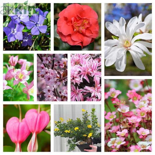 Spring Flowering Mega Bundle One Click Plants