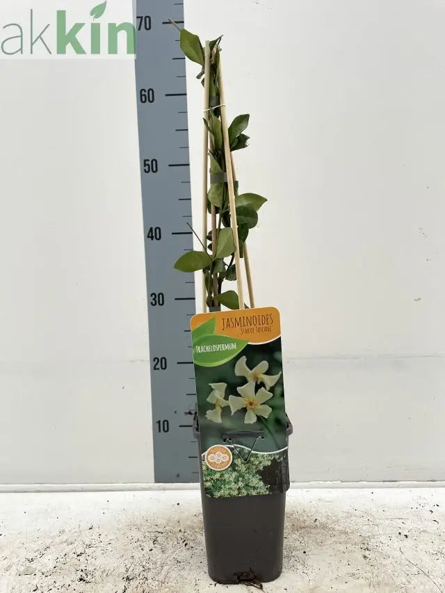 Trachelospermum jasminum 'Star of Toscana' (Yellow Evergreen Star Jasmine) One Click Plants