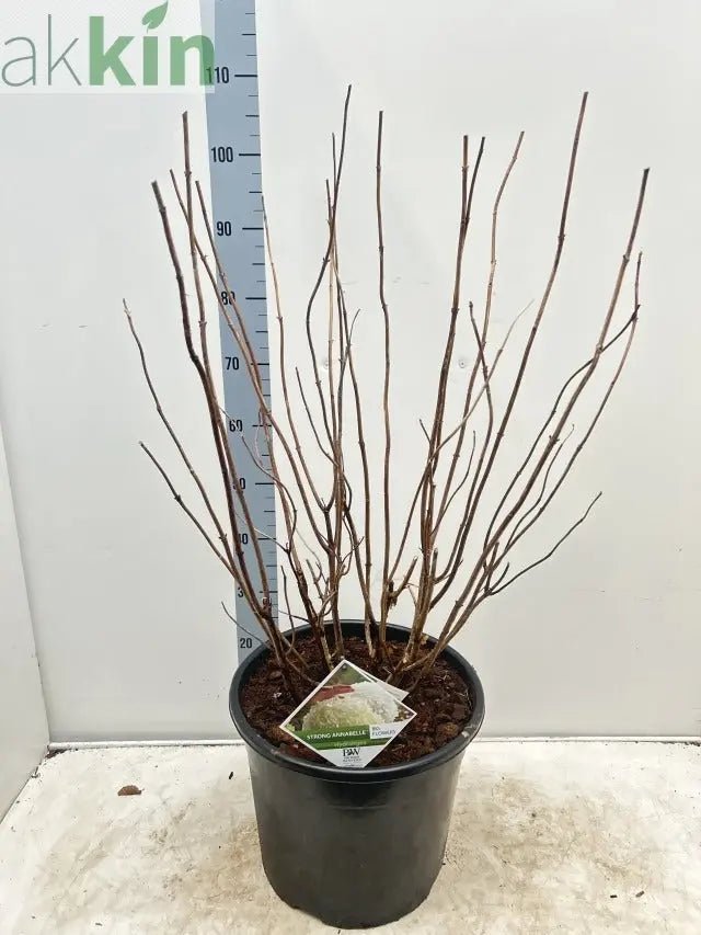 Hydrangea arborescens 'Incrediball' / 'Strong Annabelle' 3L / 5L / 7.5L / 10L / 20L One Click Plants