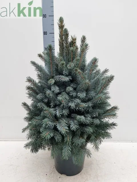 Potted Real Christmas Tree | Picea pungens Super Blue | 70-80cm One Click Plants