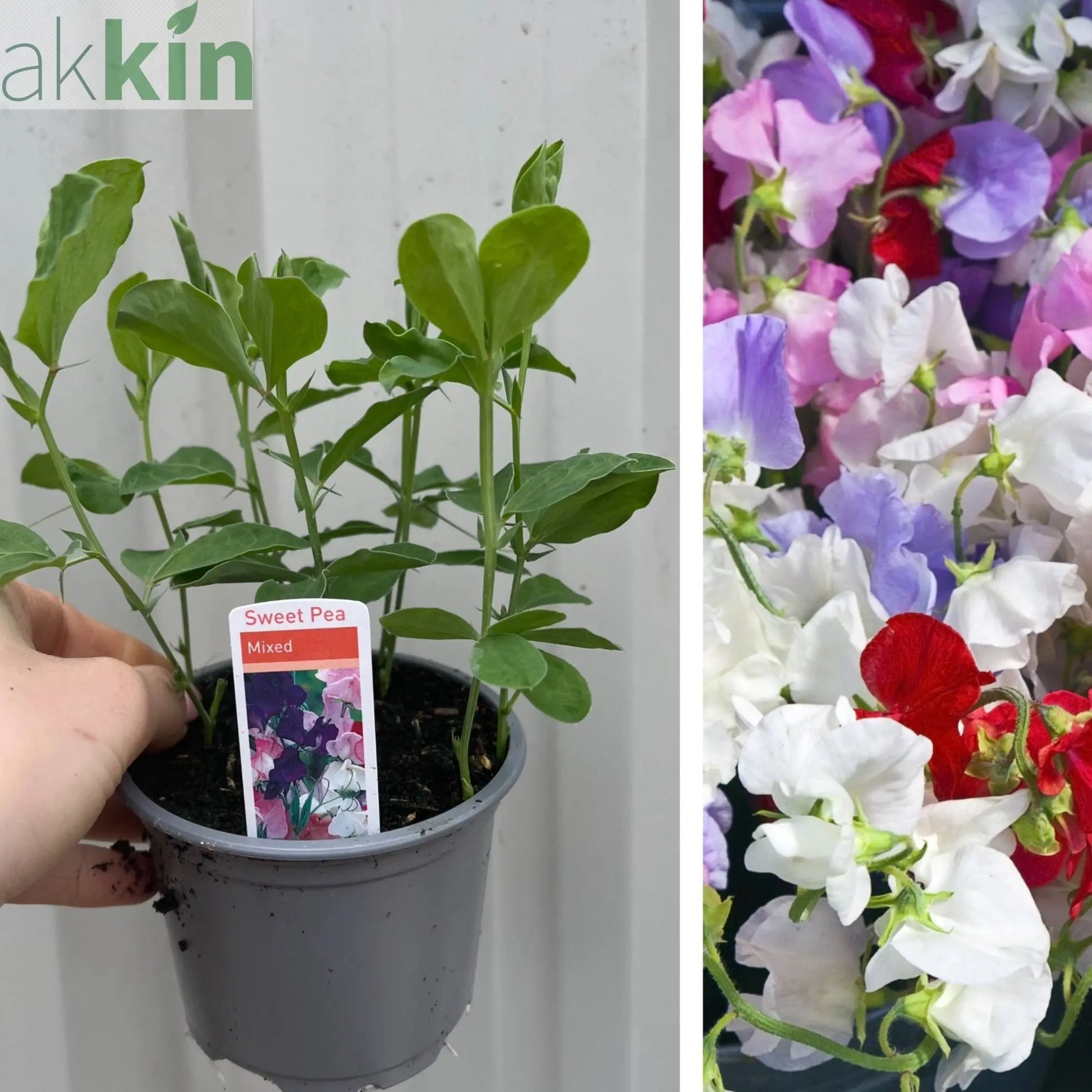 3 x 9cm Pots of Mixed Sweet Peas One Click Plants