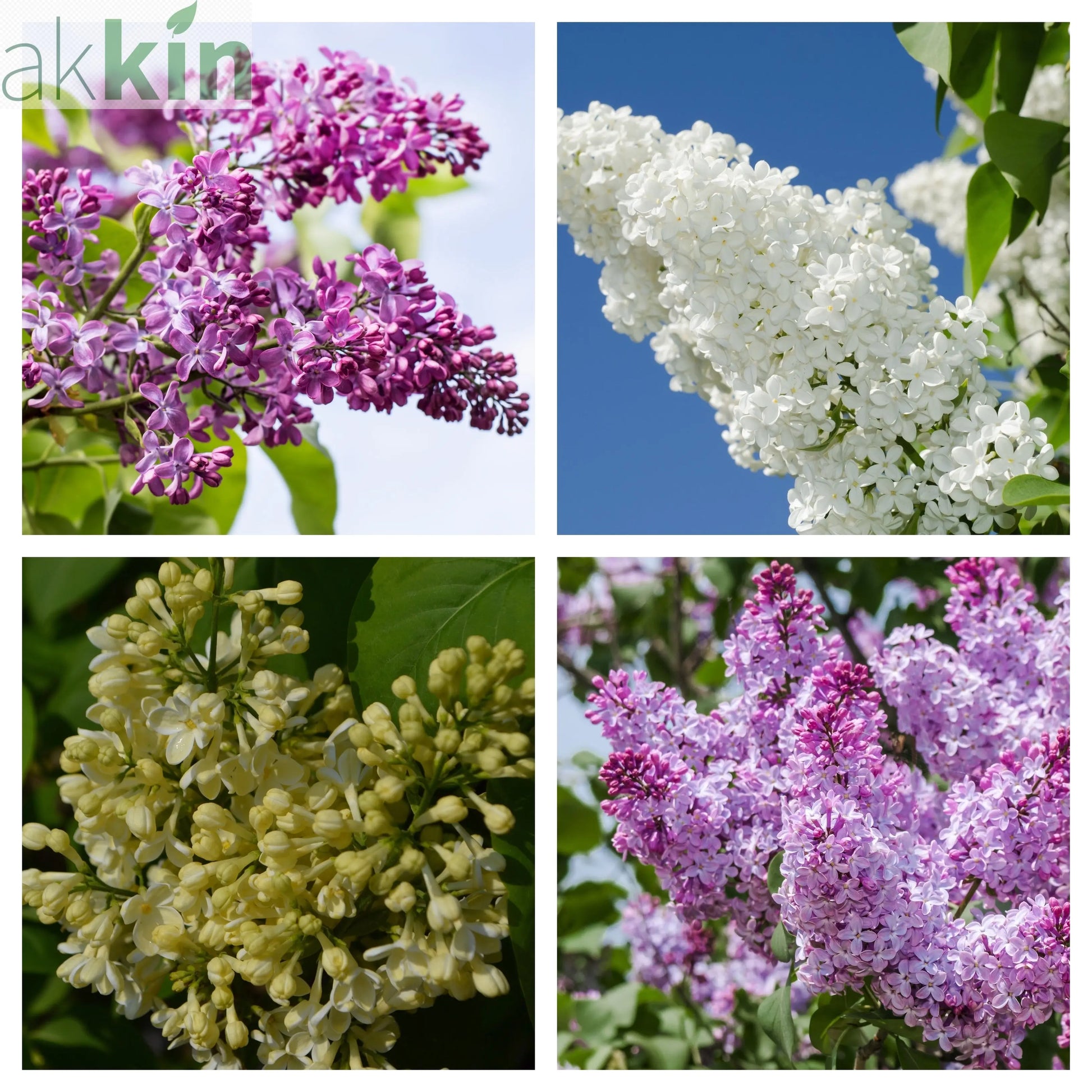 Syringa vulgaris (Lost Label) 5L One Click Plants