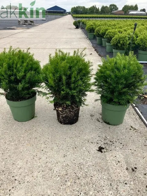 Yew Ball - Taxus Baccata Ball 6L / 7L / 10L / 22L One Click Plants