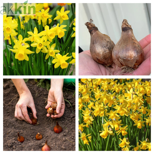 18 Tete a Tete Daffodil bulbs One Click Plants