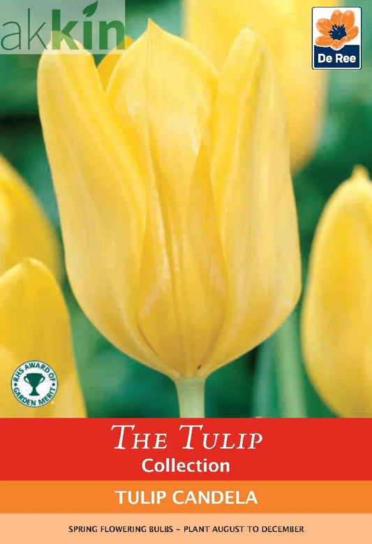 Tulip 'Candela' (4 Bulbs) One Click Plants
