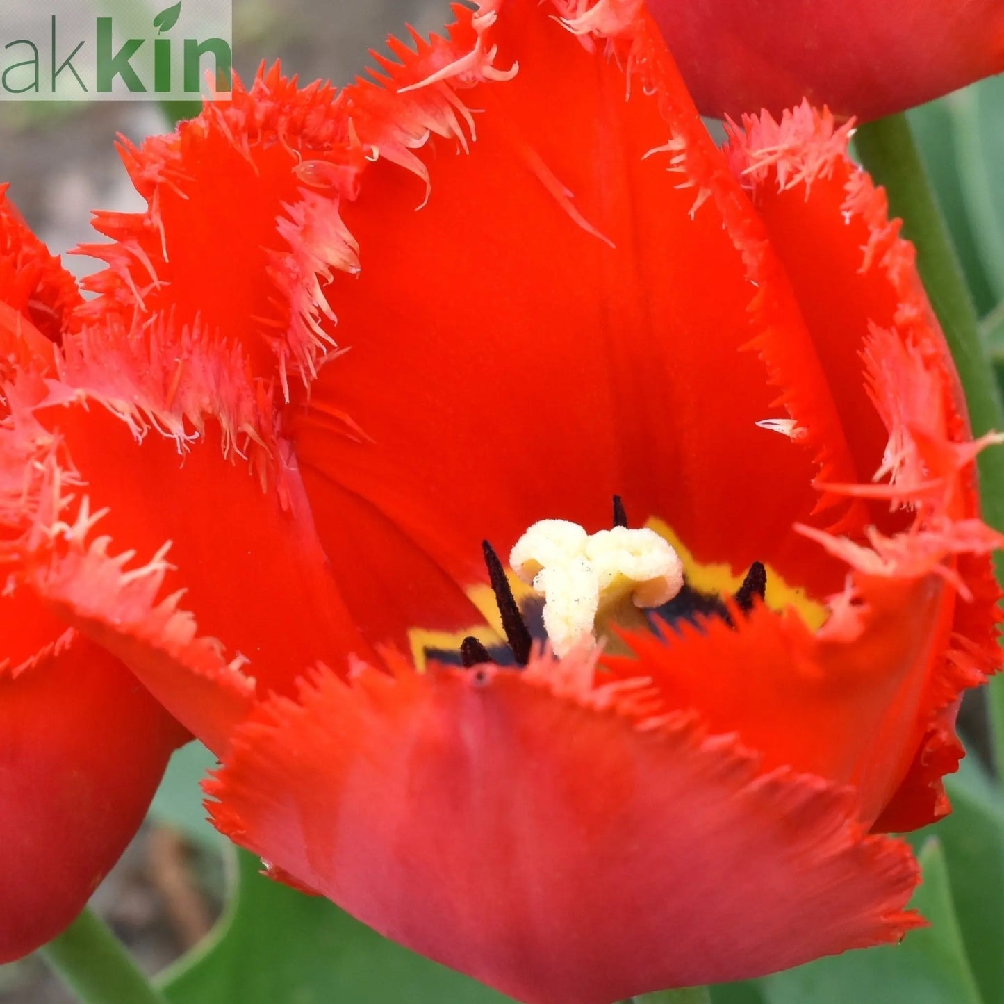 Tulip 'Crystal Beauty' (4 Bulbs) One Click Plants