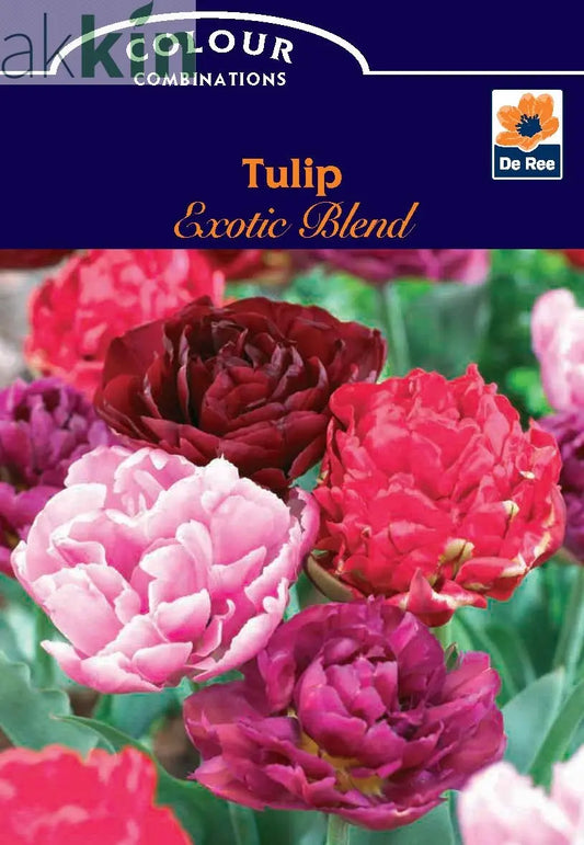 Tulip Exotic Blend (4 Bulbs) One Click Plants