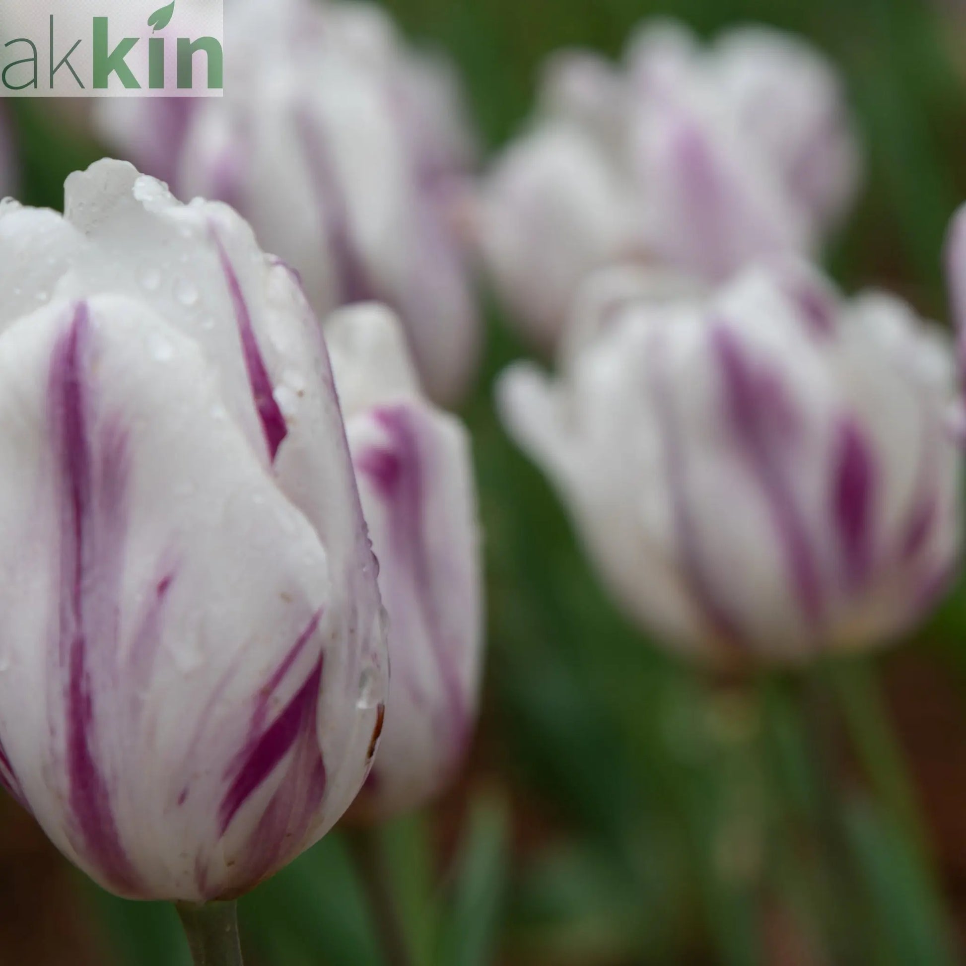 Tulip 'Flaming Flag' (4 Bulbs) One Click Plants