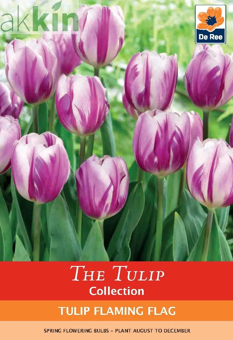 Tulip 'Flaming Flag' (4 Bulbs) One Click Plants