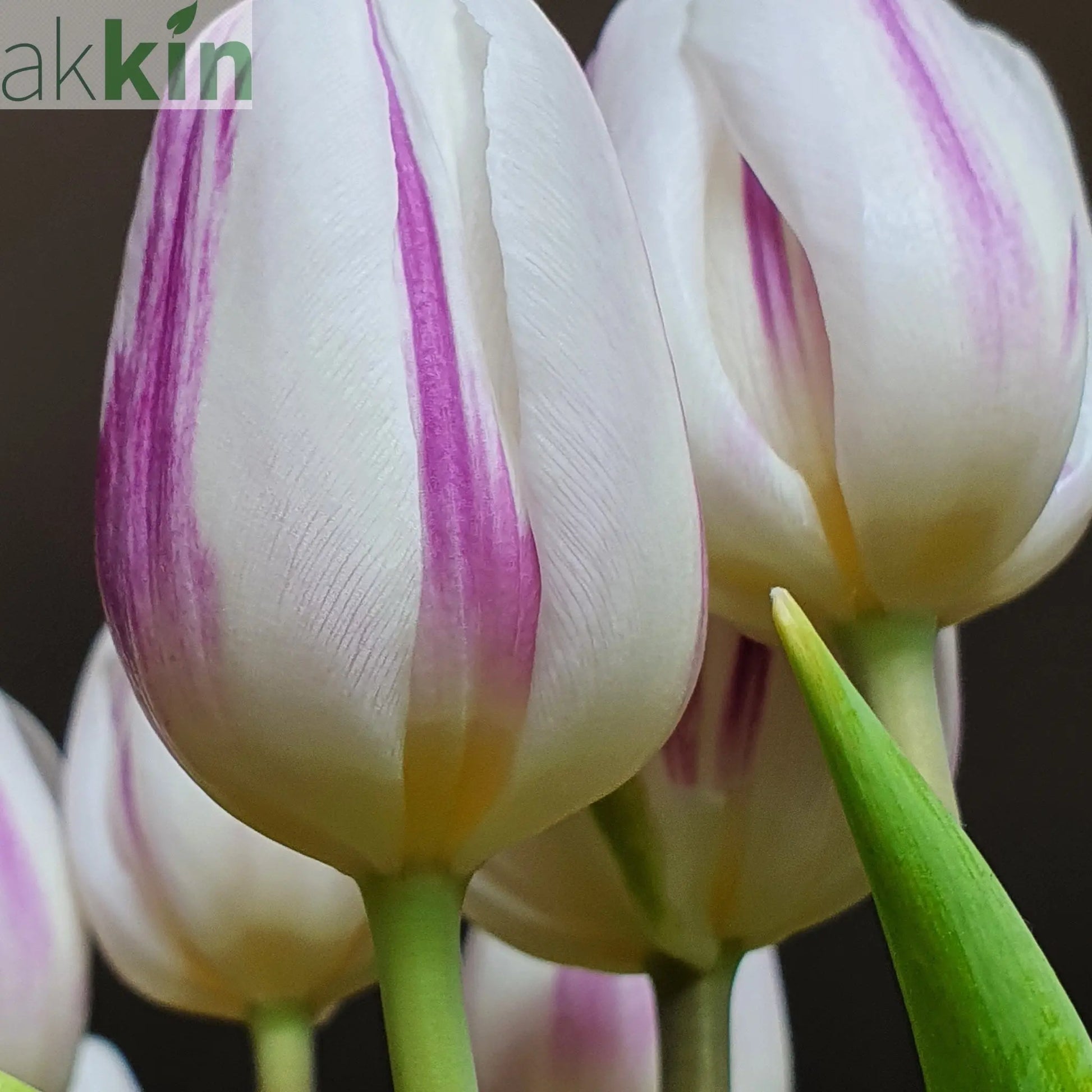 Tulip 'Flaming Flag' (4 Bulbs) One Click Plants