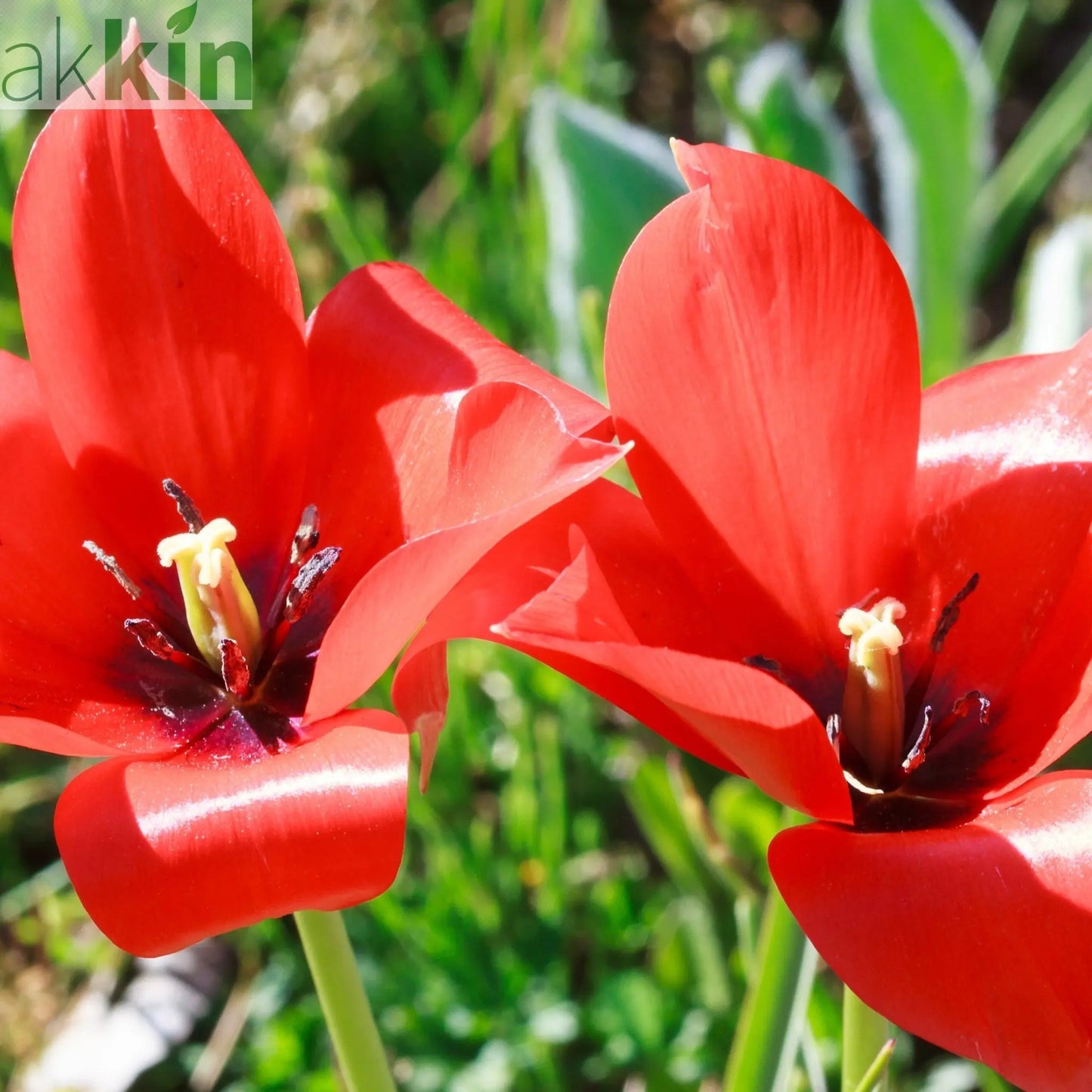 Tulip 'Linifolia' (10 Bulbs) One Click Plants