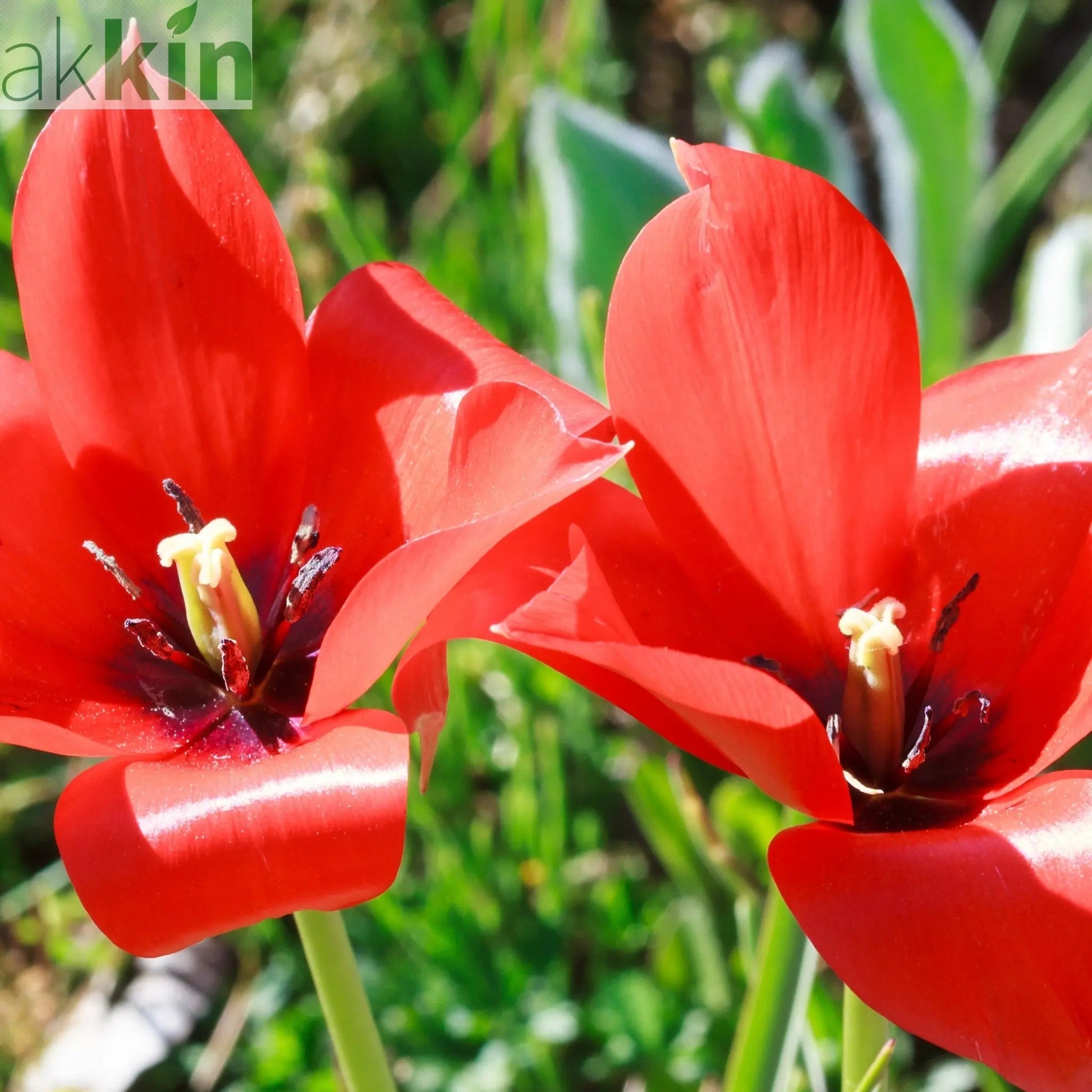 Tulip 'Linifolia' (10 Bulbs) One Click Plants