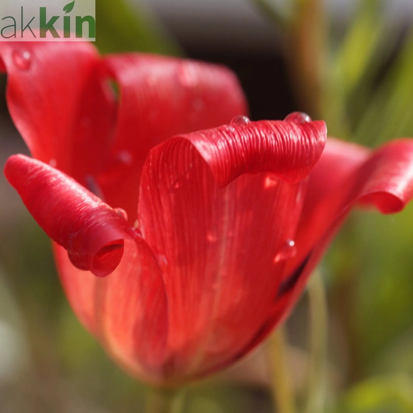 Tulip 'Linifolia' (10 Bulbs) One Click Plants