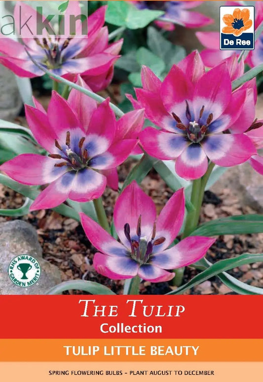 Tulip linifolia 'Little Beauty' (8 Bulbs) One Click Plants