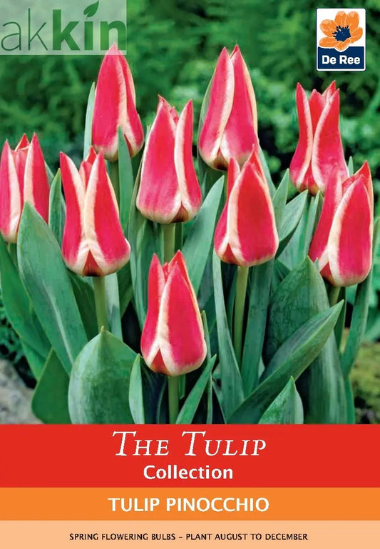 Dwarf Tulip 'Pinocchio' (6 Bulbs) One Click Plants