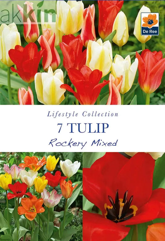 Tulip Dwarf Rockery Mixed Bulbs 5 Bulbs One Click Plants